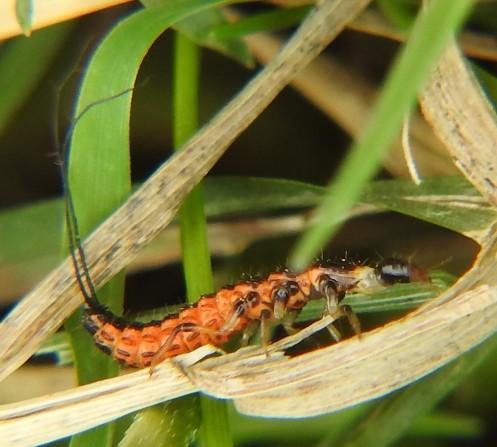 Drypta dentata